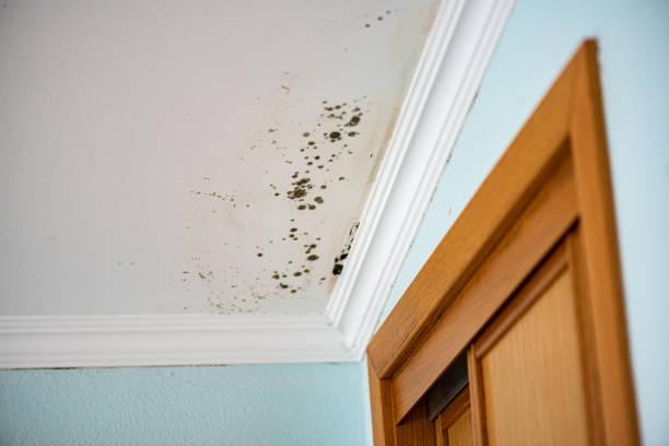 Best Attic Mold Removal  in Ackley, IA