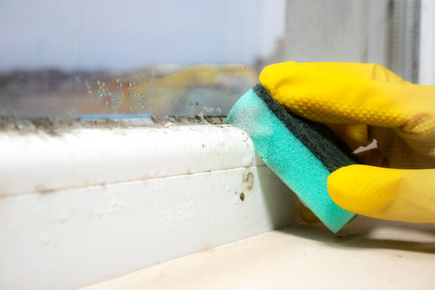 Best Professional Mold Removal  in Ackley, IA