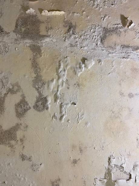 Best Fast Mold Removal  in Ackley, IA