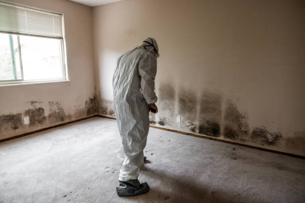 Crawl Space Mold Removal in Ackley, IA