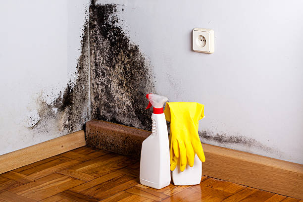 Best Toxic Mold Removal  in Ackley, IA