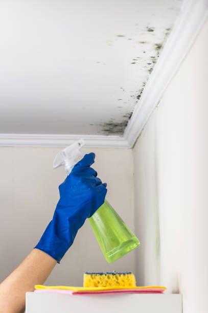 Best Commercial Mold Removal  in Ackley, IA