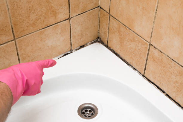 Best Attic Mold Removal  in Ackley, IA
