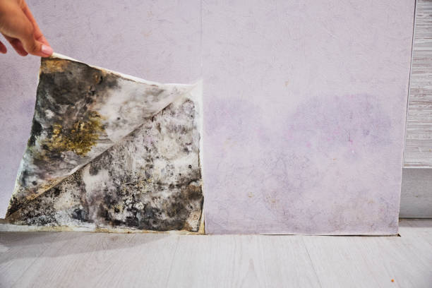 Best Residential Mold Removal  in Ackley, IA